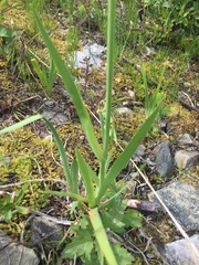 Iris setosa interior