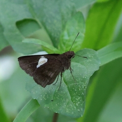 Notocrypta paralysos