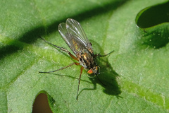 Dolichopus ungulatus