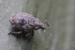 Romualdius scaber