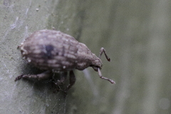 Romualdius scaber