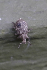 Romualdius scaber
