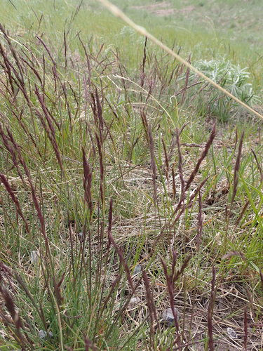 Image of Festuca campestris by (c) mfeaver, some rights reserved (CC BY)