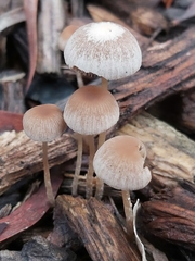 Mycena cystidiosa