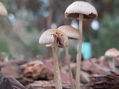 Mycena cystidiosa