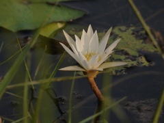 Nymphaea pubescens