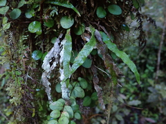 Notogrammitis pseudociliata
