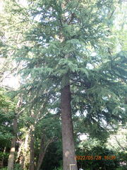 Cedrus deodara