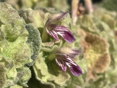 Pseudodictamnus acetabulosus