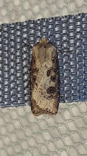 Agrotis clavis clavis
