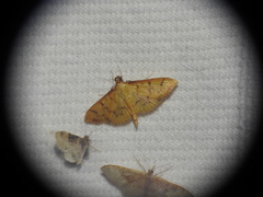 Patania balteata