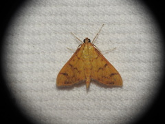 Patania balteata
