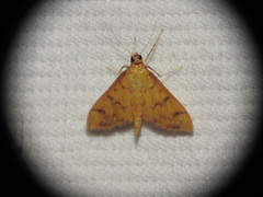 Patania balteata