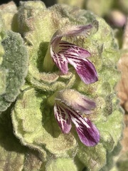 Pseudodictamnus acetabulosus