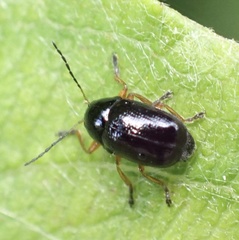 Cryptocephalus ocellatus