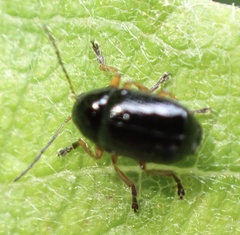 Cryptocephalus ocellatus