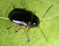 Cryptocephalus ocellatus