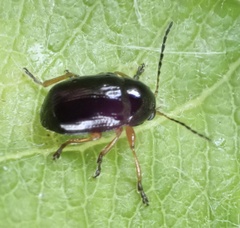 Cryptocephalus ocellatus