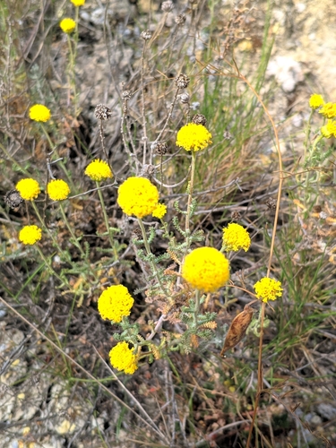 Image of Santolina ericoides by (c) Denys Vynokurov, some rights reserved (CC BY)