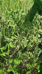 Clematis lathyrifolia