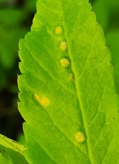 Puccinia aegopodii