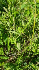 Clematis lathyrifolia