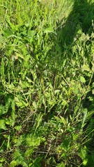 Clematis lathyrifolia