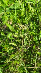 Clematis lathyrifolia