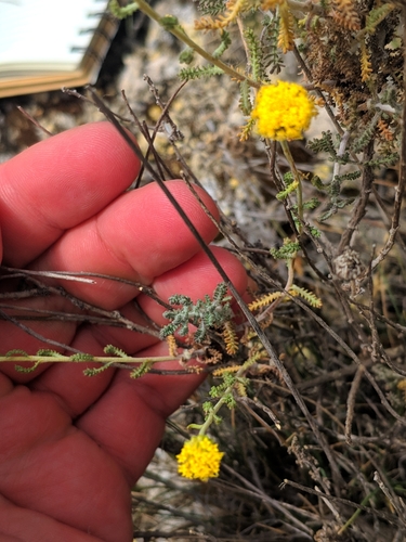 Image of Santolina ericoides by (c) Denys Vynokurov, some rights reserved (CC BY)