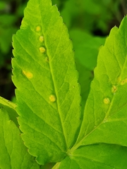 Puccinia aegopodii