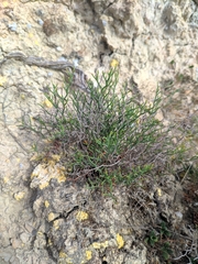 Limonium ruizii