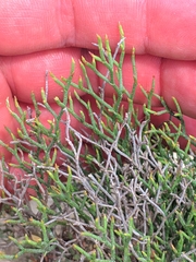 Limonium ruizii