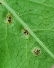 Puccinia aegopodii