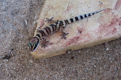 Oedura gracilis