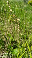 Melica picta