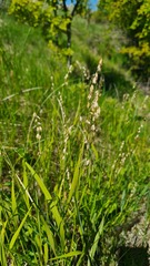 Melica picta