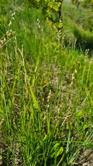 Melica picta