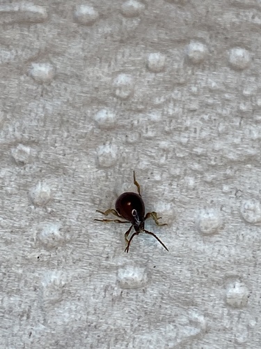 Gibbium psylloides, 2022-05-31