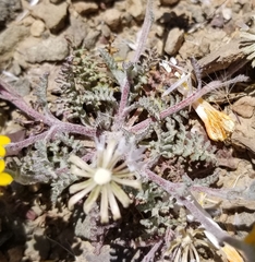 Chaenactis glabriuscula heterocarpha