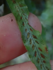 Notogrammitis pseudociliata