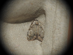 Meganola strigula