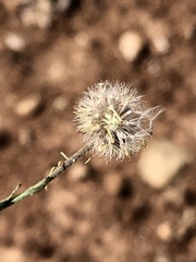 Psilactis brevilingulata