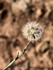 Psilactis brevilingulata