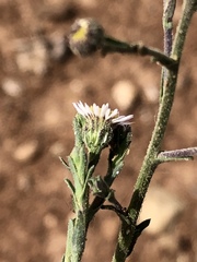 Psilactis brevilingulata