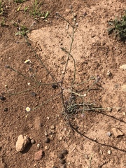 Psilactis brevilingulata