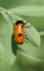 Clytra quadripunctata