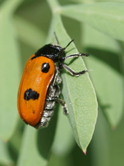 Clytra quadripunctata