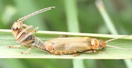 Red Soldier Beetle, Nationaal Park De Biesbosch, Werkendam, North Brabant, NL, photo 10 of 10