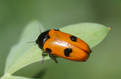 Clytra quadripunctata
