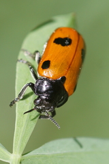 Clytra quadripunctata